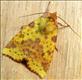 2273 (73.181)<br>Pink-barred Sallow